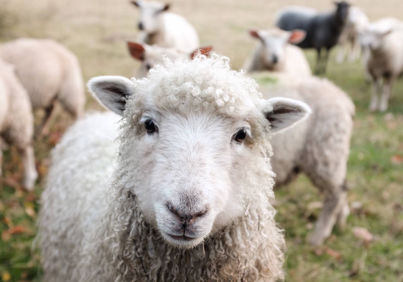 Sheep Wool Local Farm
